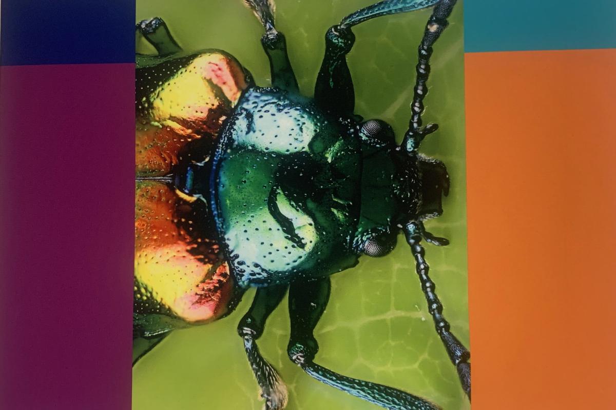 bug