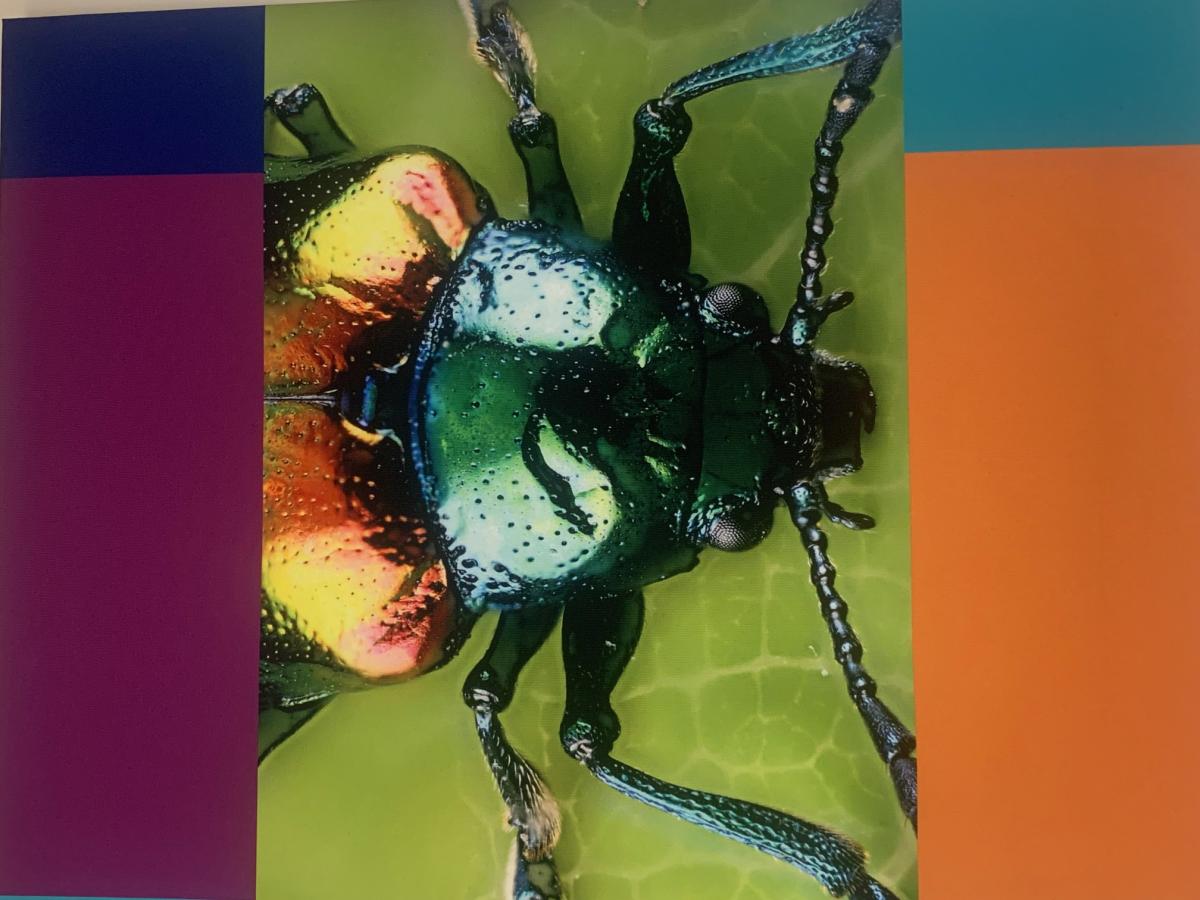 bug