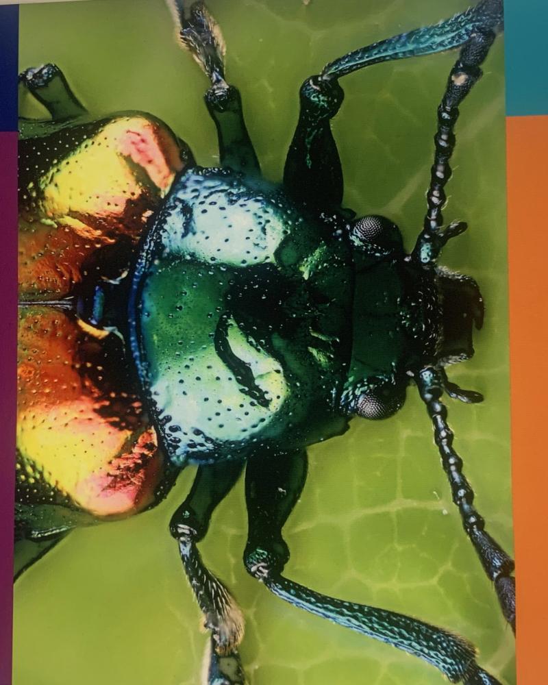 bug